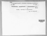 Herpothallon rubrocinctum image